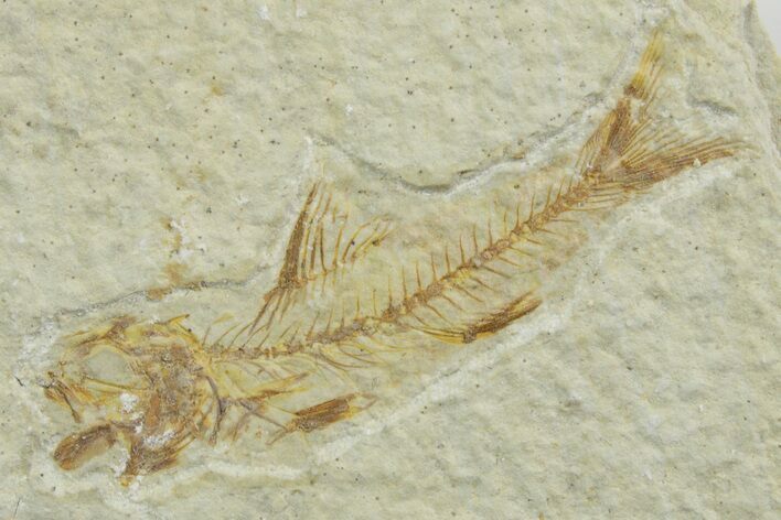 Fossil Fish (Amphiplaga) - Uncommon Species #349573